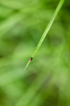 Tick on grass blade in meadow