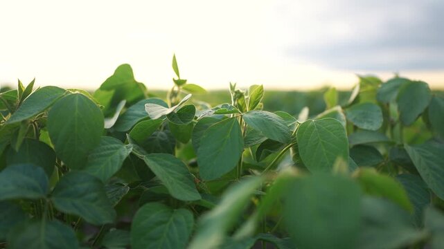 a field of lush green plants with broad leaves. The green plants are illuminated by soft sunlight in the early morning sky.