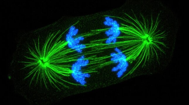 Confocal micrograph of cell in anaphase showing separating chromosomes