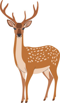 Beautiful spotted deer buck with large antlers, isolated front view vector illustration on white background