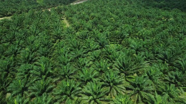 Drone aerial of endless palm oil plantation with road cutting through, Malaysia