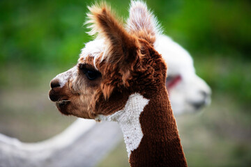 Naklejka premium Alpaca with brown and white fur 