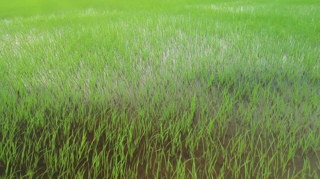 Low drone over newly planted rice paddies, Sekinchan, Malaysia