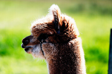 Naklejka premium Alpaca with brown and white fur 