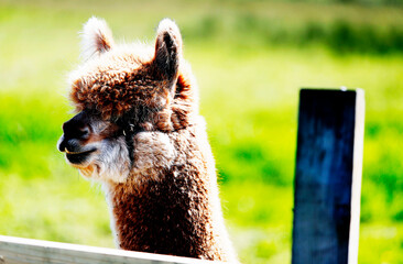 Naklejka premium Alpaca with brown and white fur 