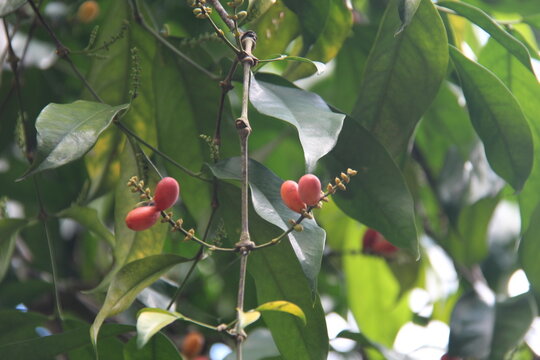 Close-up of fresh red Melinjo fruits (Gnetum gnemon) hanging on a branch with lush green leaves. Concept of tropical harvest, botanical detail, organic produce, and exotic nature.
