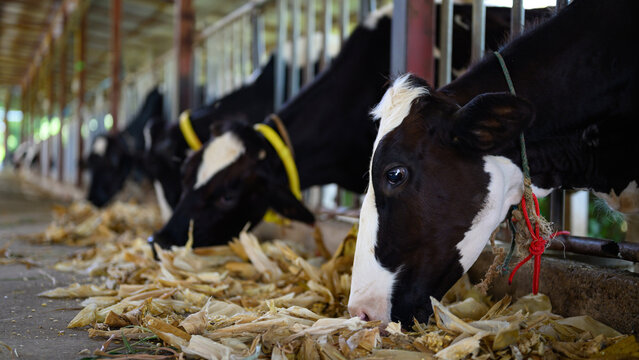 Close up dairy cow eating feed in modern barn, agriculture concept