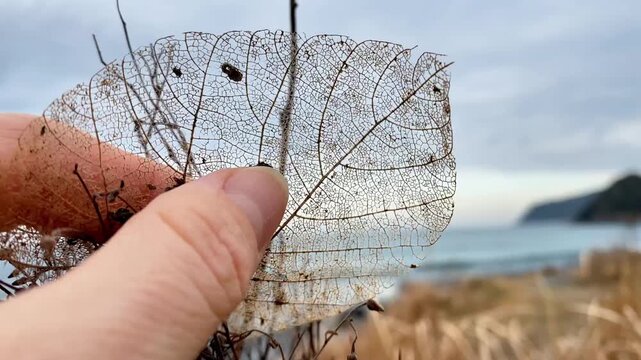  Close-up of a hand holding a delicate skeleton leaf on a coastal beach