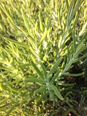 Fototapeta premium Rosemary plant