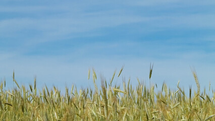 Obraz premium Landscape of wheat field, nature background.