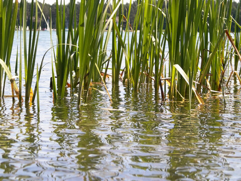 Close up of typha plant in lake water.