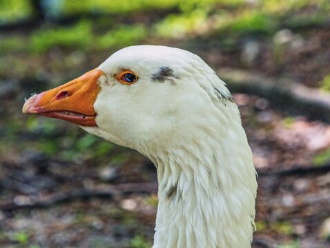 
A close-up of a goose staring sternly into the camera as she watches over her goslings.