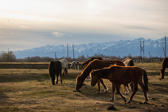 A herd of horses grazes in a small village at the foot of the Sayan Mountains. Tunka, Buryatia 