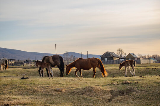 A herd of horses grazes on the streets of a small village in the Tunkinsky District, Buryatia 