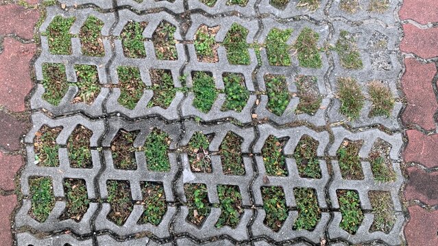 Close view of interlocking pavement blocks with vegetation sprouting in cavities, highlighting wear and natural encroachment