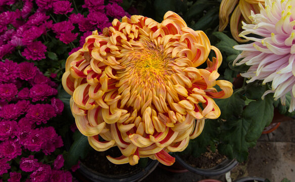 Chinese chrysanthemum