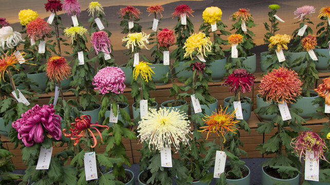 Chinese chrysanthemum
