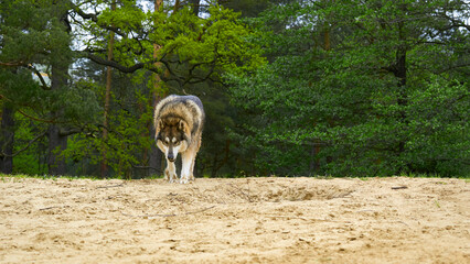 Hunting. A powerful husky laika follows a trail in the forest © Igor