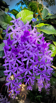 A close up beautiful Petrea volubilis flowers