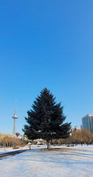 Winter at Harbin
