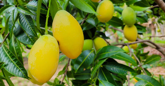 Ripe mangos