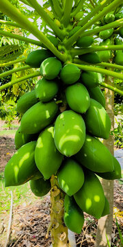 Fruitful papayas