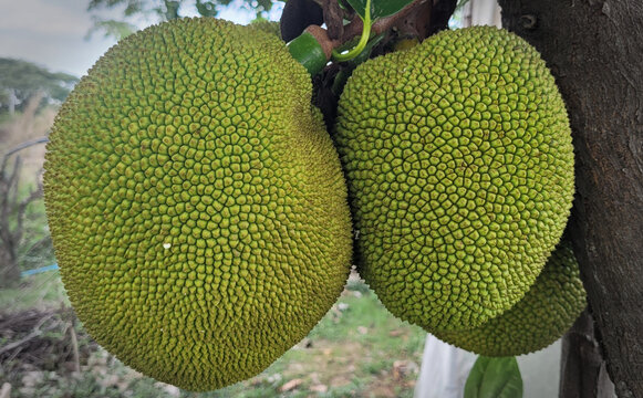 Jackfruits