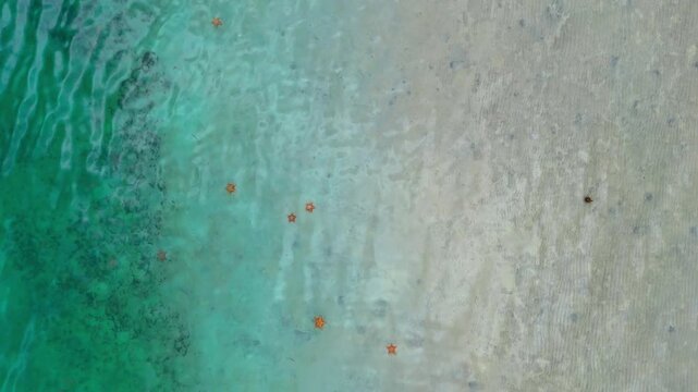Multiple Orange Starfish Scattered in Turquoise Shallow Water. Seven orange starfish scatter across sandy seafloor seen through shallow turquoise Caribbean water.