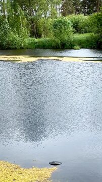Beautiful calm lake pond covered with green duckweed and algae slow motion summer