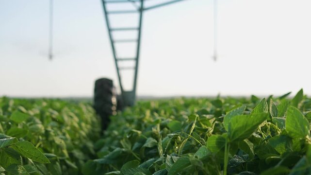 Green leaves glisten in the morning light, while a tractor moves through the green field. The tractor contributes to the irrigation system nourishing the green leaves.