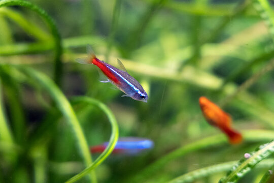 Neon tetras swimming among aquatic plants in a planted aquarium at Shanghai Zoo, tropical freshwater aquarium photography