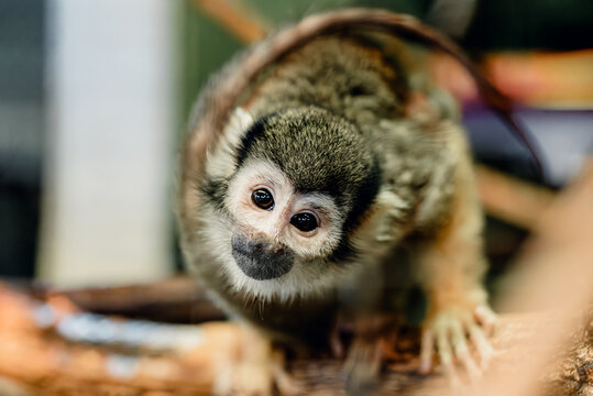 Primate zoology concept Squirrel monkey in captivity in zoo enclosure highlighting primate care and conservation themes