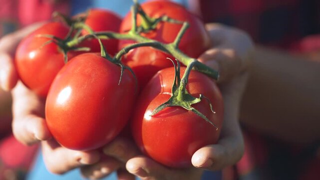 Person holding a bunch of tomatoes. Hands harvesting fresh tomatoes from a farm. Organic produce and vegetables in lifestyle a gardener. An individual carrying a cluster of tomatoes.