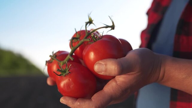 A man holding two tomatoes. Organic fresh hands harvesting tomatoes in a farm. Organic ripe vegetables produced in red lifestyle agriculture. A man grasping two tomatoes.