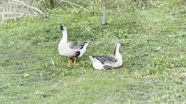 Pair of geese resting on grassy field