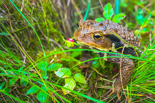 ガマガエル Images – Browse 125 Stock Photos, Vectors, and Video