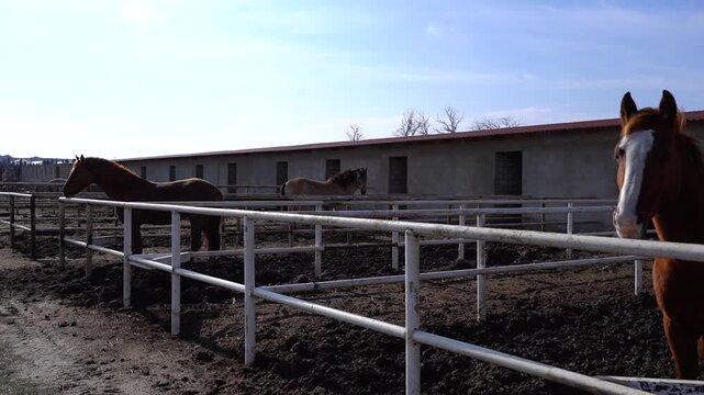 Several horses standing in fenced outdoor paddocks at a countryside ranch under natural daylight and clear sky.