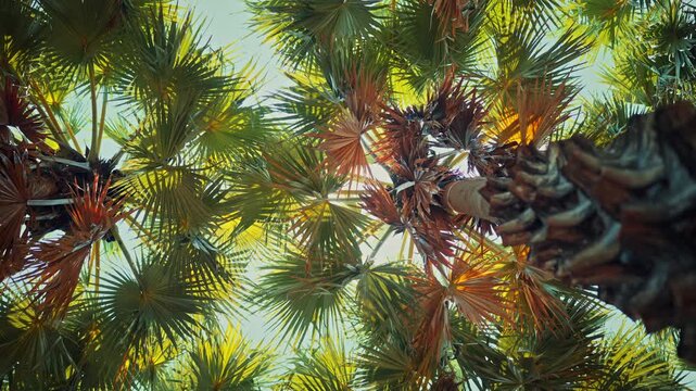 Low angle view of tropical sugar palm trees with bright sunlight filtering through green and brown fronds against a clear sky. Summer nature scene captures a serene tropical atmosphere.