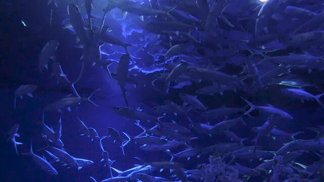 School of Silver Fish Swimming in Blue Aquarium Tank