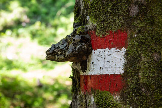 Baumpilz und Wandermarkierung an einem Baum