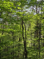 Fototapeta premium trees in the forest