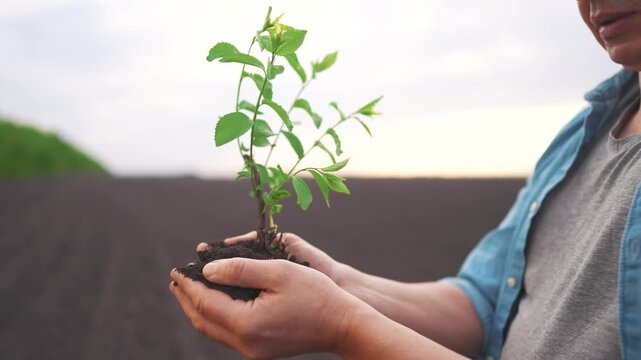 agriculture. A man is holding a young tree sapling, preparing to plant it in the soil. agriculture farm concept. A farmer is holding a sapling, likely to plant it in a cultivated land.