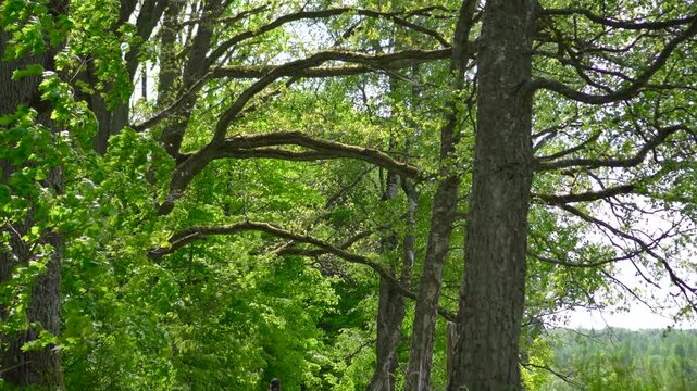 A cinematic point-of-view video starting with a female cyclist riding along a forest trail and smoothly refocusing on a large curved oak branch overhead.