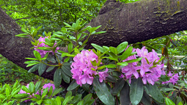Arboreum Images  Browse 2,495 Stock Photos, Vectors, and Video | Adobe  Stock