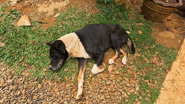 Black and White Stray Dog Resting on a Rocky Path