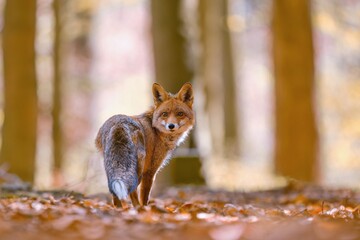 Naklejka premium A red fox stands in the autumn forest and looks at the camera. A beautiful red fox in the nature habitat. Vulpes vulpes