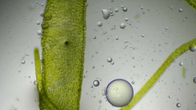 Close-up of green plant leaf cell structure with glycerin drops

