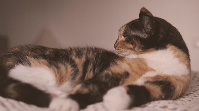 close-up cute calico brown domestic cat nestled in bed, coziness at home, warmth and comfort on chilly day, Peaceful Moments, heartwarming capture pet cat enjoys repose in bed, happiness lifestyle