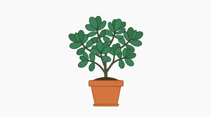 Fototapeta premium Green jade plant in a terracotta pot isolated on white background