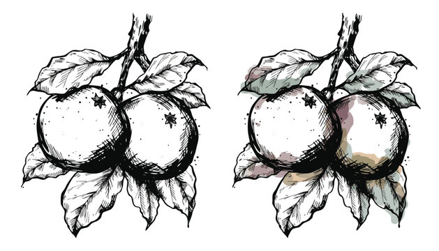 Botanical illustration of pawpaw fruit healthy and damaged specimens